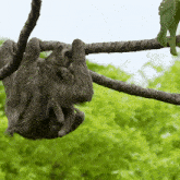 Hanging On A Tree Sloth GIF - Hanging On A Tree Sloth Robert E Fuller GIFs