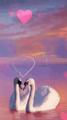 swan couple animals love hearts