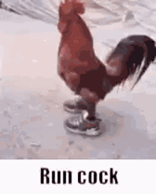 Cock GIF - Cock GIFs