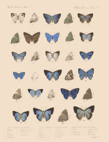 Moving Butterflies On A Poster GIF
