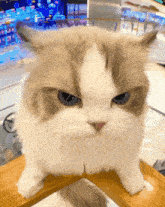a brown and white cat looking at the camera