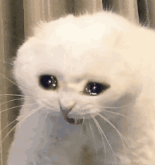 Crying Cat Sad GIF