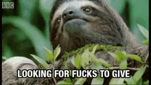 Sloth Fucks GIF - Sloth Fucks Error GIFs