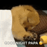 a dog is sleeping on a pillow with the words `` goodnight papa '' written below it .