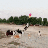 Dogs Zapping GIF - Dogs Zapping GIFs
