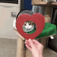 Cat Love GIF - Cat Love GIFs