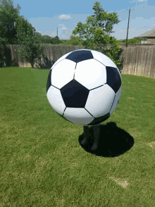 Giant Ball Soccer Ball GIF - Giant Ball Soccer Ball Playing GIFs