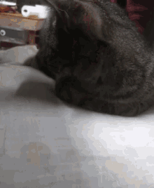 a cat is laying down on a bed with a person standing behind it