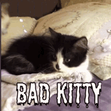 Bad Kitty Cat Jail GIF - Bad Kitty Cat Jail GIFs