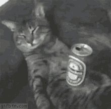 Relax Cat GIF - Relax Cat Beer GIFs