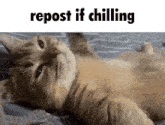 a cat is laying on its back with the words repost if chilling below it