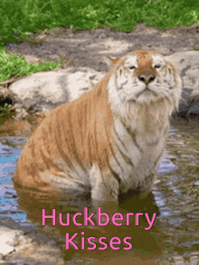 Kiss Huckberry GIF - Kiss Huckberry Tiger GIFs