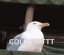 a seagull with the words gold pittt on the bottom of it