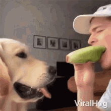 Thieving Dog Viralhog GIF - Thieving Dog Viralhog Vegan Dog GIFs