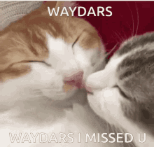 Waydars Waydarsimissedu GIF - Waydars Waydarsimissedu Kisswaydars GIFs