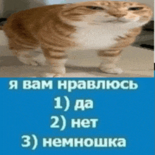 a cat is standing on its hind legs next to a blue sign that says " я вам нравлюсь "