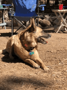 Dog Camping GIF - Dog Camping Attentive GIFs