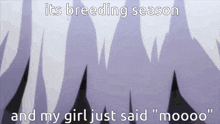 a purple background with the words " its breeding season and my girl just said " moooo "