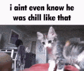 Cat I Ain'T Even Know He Was Chill Like That GIF - Cat I Ain'T Even Know He Was Chill Like That GIFs