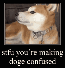 Stfu Doge GIF - Stfu Doge Confused GIFs