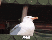 a white seagull with a yellow beak is sitting on a ledge with the word nam written on it .