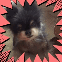 Say What GIF - Say What Bowow GIFs
