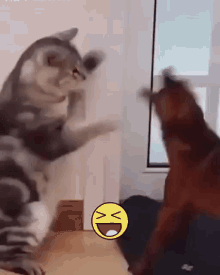 Một Bài Học Cat GIF - Một Bài Học Cat Dog GIFs