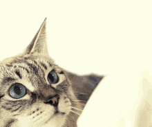 Good Morning Kitten GIF - Good Morning Kitten Cat GIFs