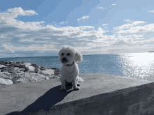 dog sea ocean breeze