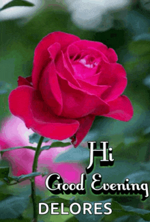 a pink rose with the words " hi good evening delores " above it