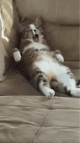 a cat is laying on its back on a couch yawning .
