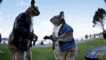 two kangaroos wearing jackets and sunglasses are dancing in a park sponsored by kk australian videos