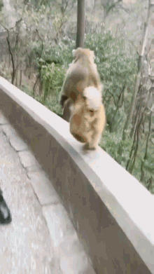 monkey fast