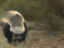 Honey Badger Walk GIF
