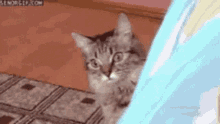 GIF