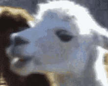 Chomp Goat GIF - Chomp Goat Chew GIFs