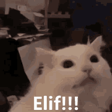 Elif Cat GIF - Elif Cat Scream GIFs