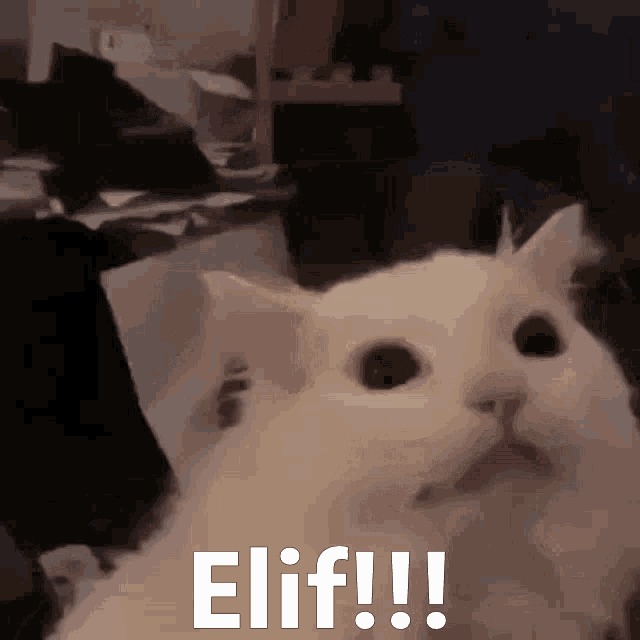 Elif Cat GIF - Elif Cat Scream GIFs