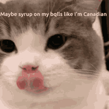 Canada Cute GIF - Canada Cute Cat GIFs