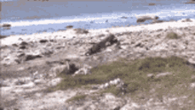 Roll Roll Over GIF - Roll Roll Over Reverse GIFs