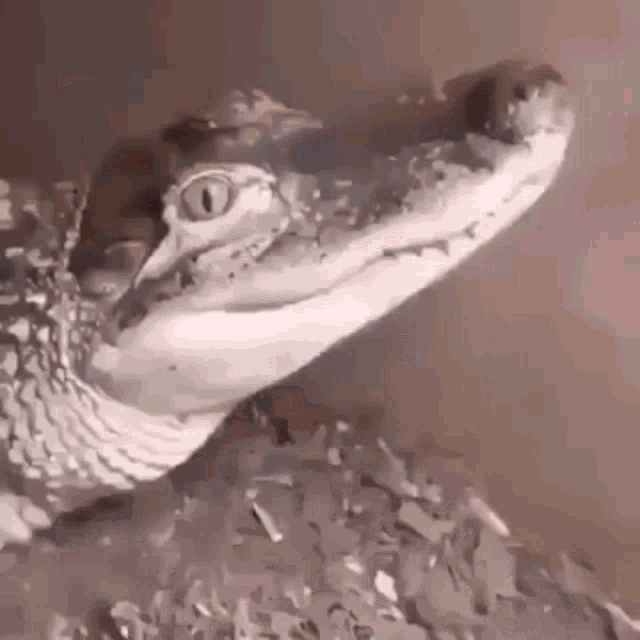 The Angry River Doggy-lizard-reptile