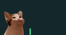 a close up of a cat 's face with its mouth wide open