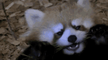 a red panda is eating grass with its mouth open and looking at the camera .