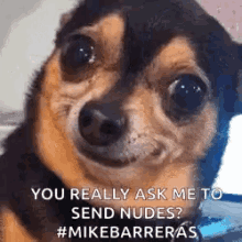 a small brown and black dog is smiling and looking at the camera with the caption `` you really ask me to send nudes ? ''