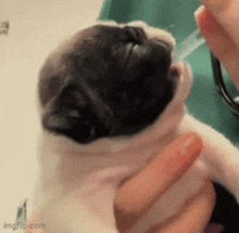 a person is holding a puppy with a syringe in its mouth .