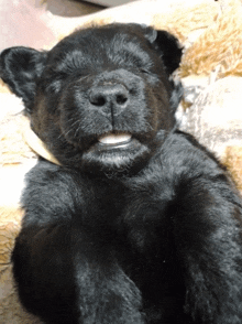 a close up of a black puppy laying down with its mouth open