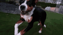 Bella Running GIF - Bella Running Dog GIFs