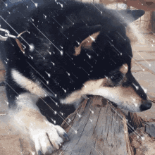 a dog standing on a log in the rain