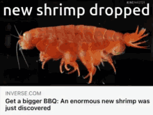 Shrimp Enormous Shrimp GIF - Shrimp Enormous Shrimp New Shrimp GIFs
