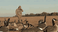hardcore bird hunting grab geese